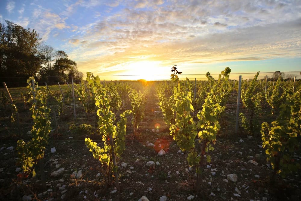 Two Wine Dinners To Know About In Miami As Bastion Collection's L’Atelier de Joël Robuchon and Le Jardinier Miami Host Domaine de La Bouche du Roi and Stag's Leap